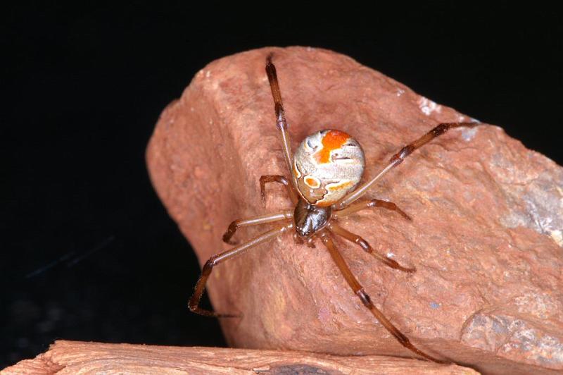 Latrodectus_hasselti_D3490_Z_85_E. of Nuendah homestead_Australie.jpg